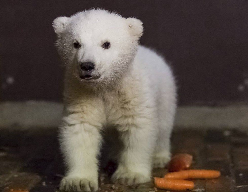 V berlínské zoo uhynulo čtyřměsíční medvídě Fritz.