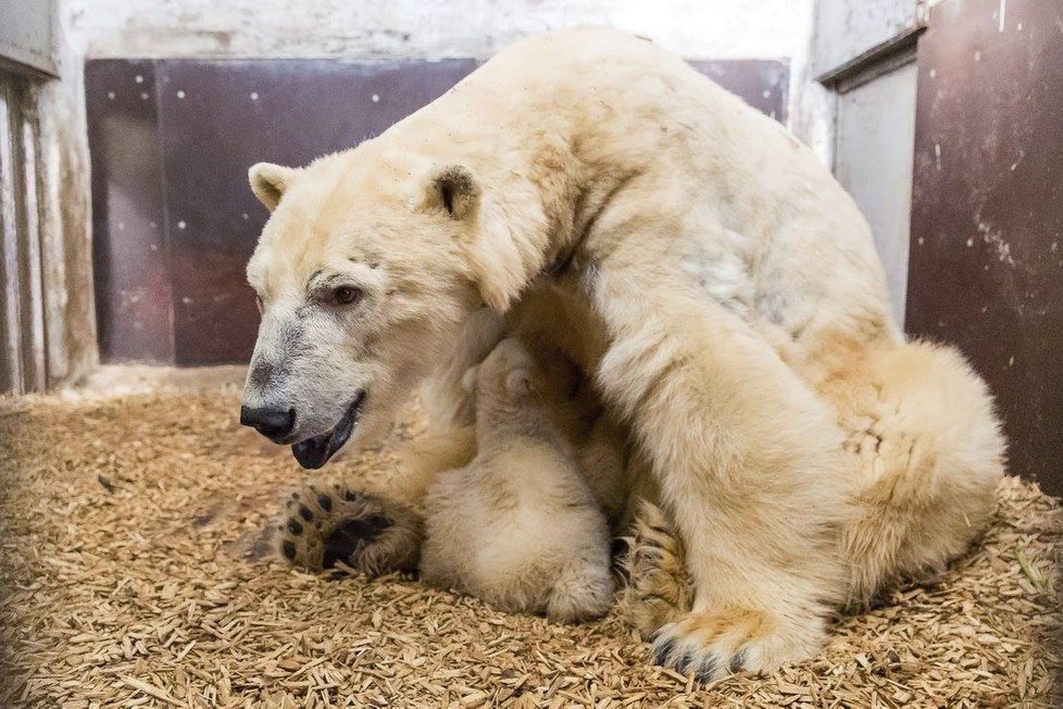 V berlínské zoo uhynulo čtyřměsíční medvídě Fritz.