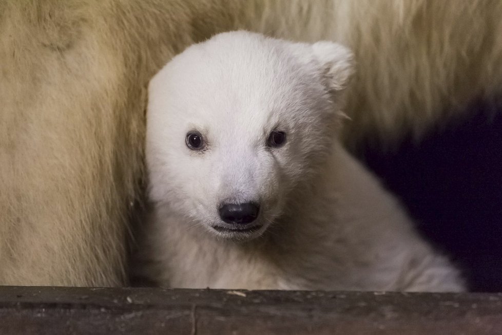 V berlínské zoo uhynulo čtyřměsíční medvídě Fritz.