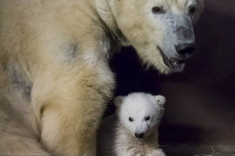 V berlínské zoo uhynulo čtyřměsíční medvídě Fritz.