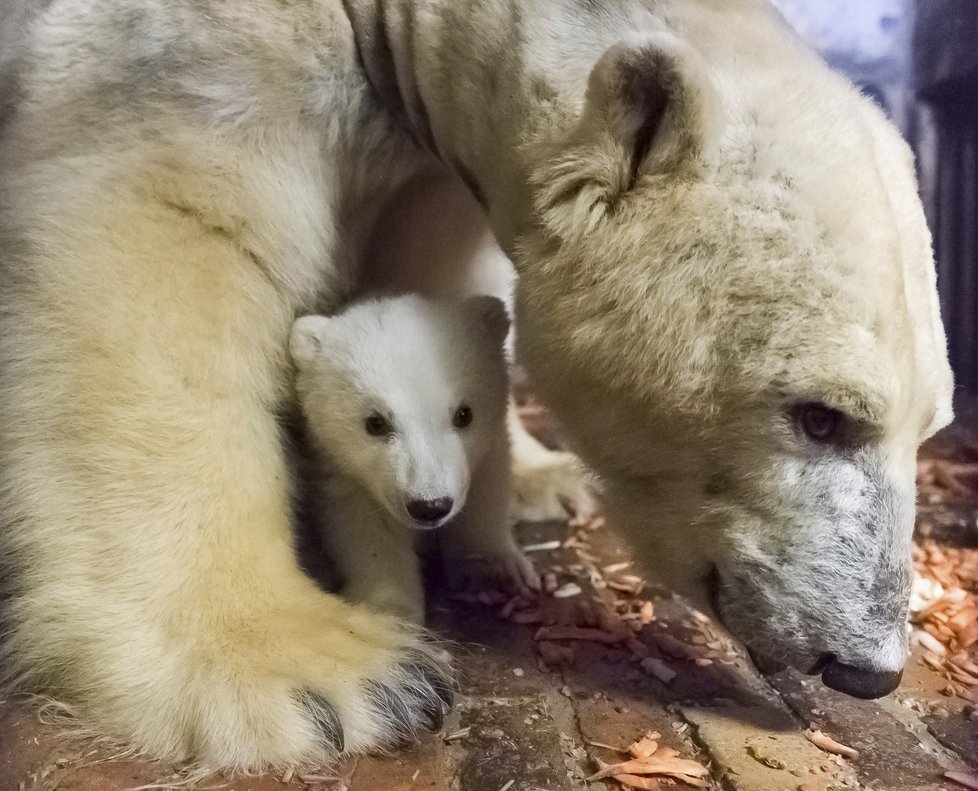 V berlínské zoo uhynulo čtyřměsíční medvídě Fritz.