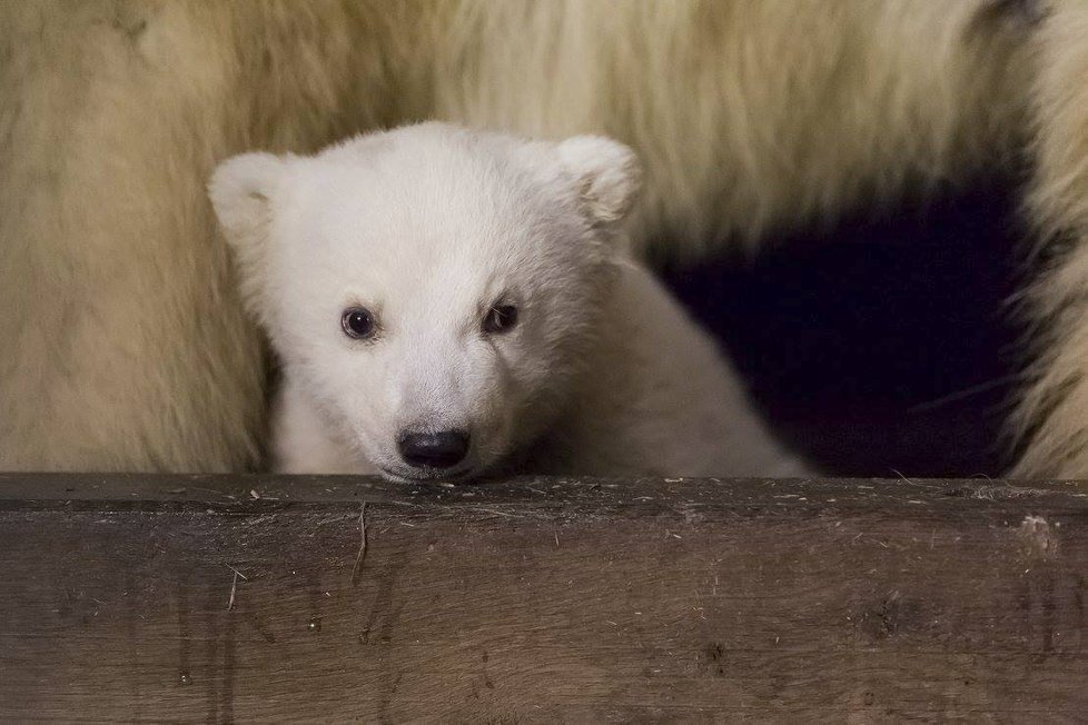 V berlínské zoo uhynulo čtyřměsíční medvídě Fritz.