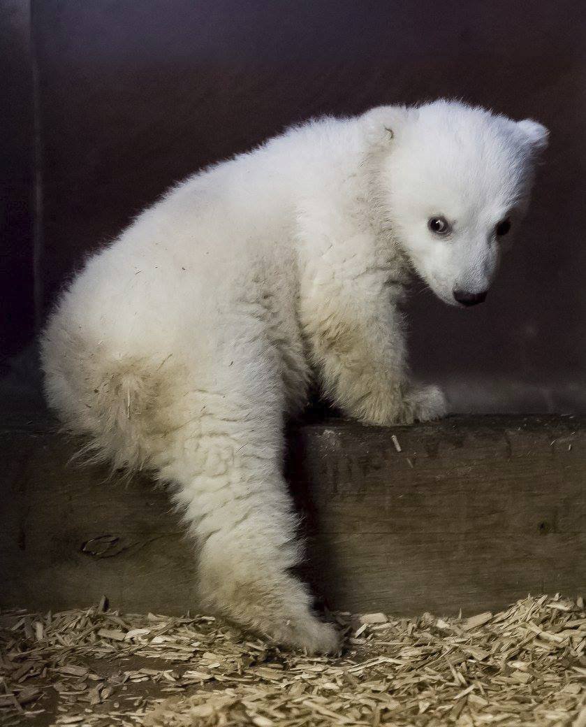 V berlínské zoo uhynulo čtyřměsíční medvídě Fritz.