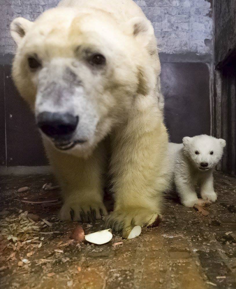 V berlínské zoo uhynulo čtyřměsíční medvídě Fritz.