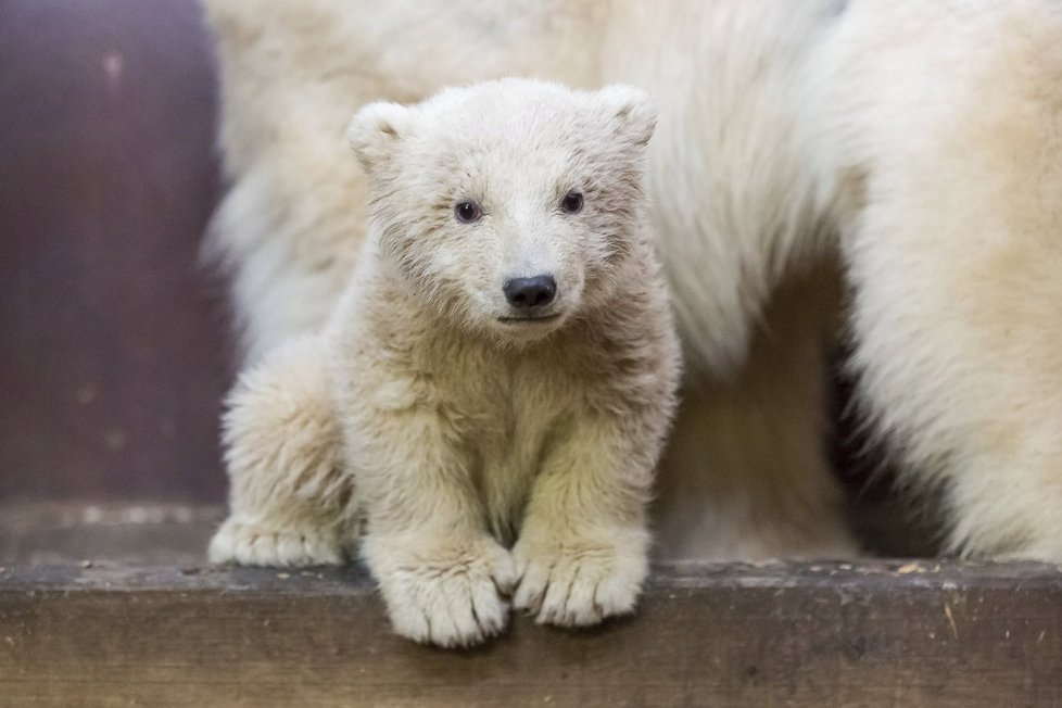 V berlínské zoo uhynulo čtyřměsíční medvídě Fritz.