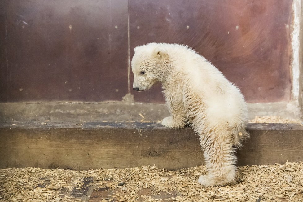 V berlínské zoo uhynulo čtyřměsíční medvídě Fritz.