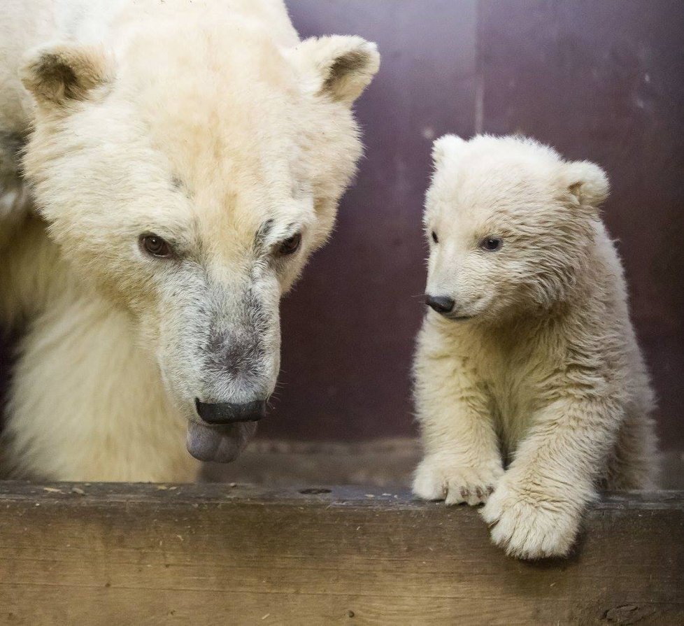 V berlínské zoo uhynulo čtyřměsíční medvídě Fritz.