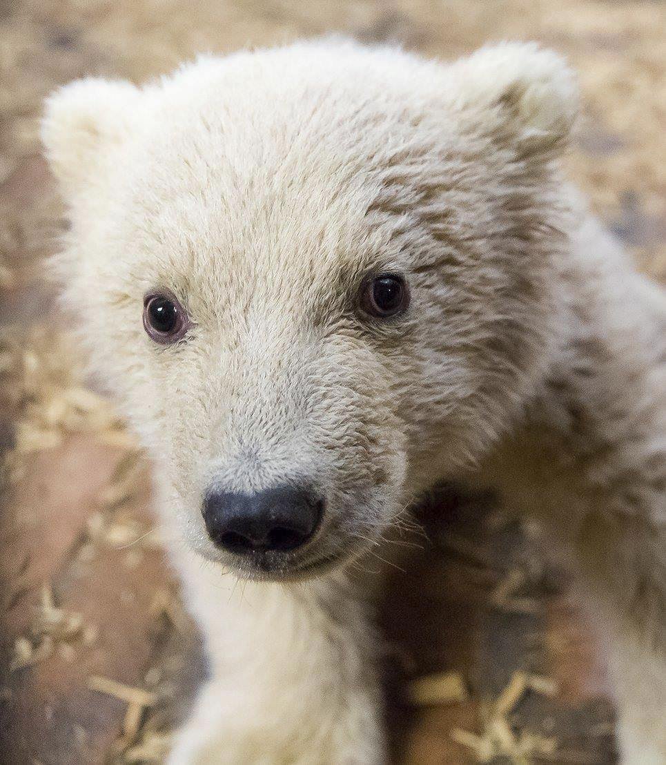 V berlínské zoo uhynulo čtyřměsíční medvídě Fritz.