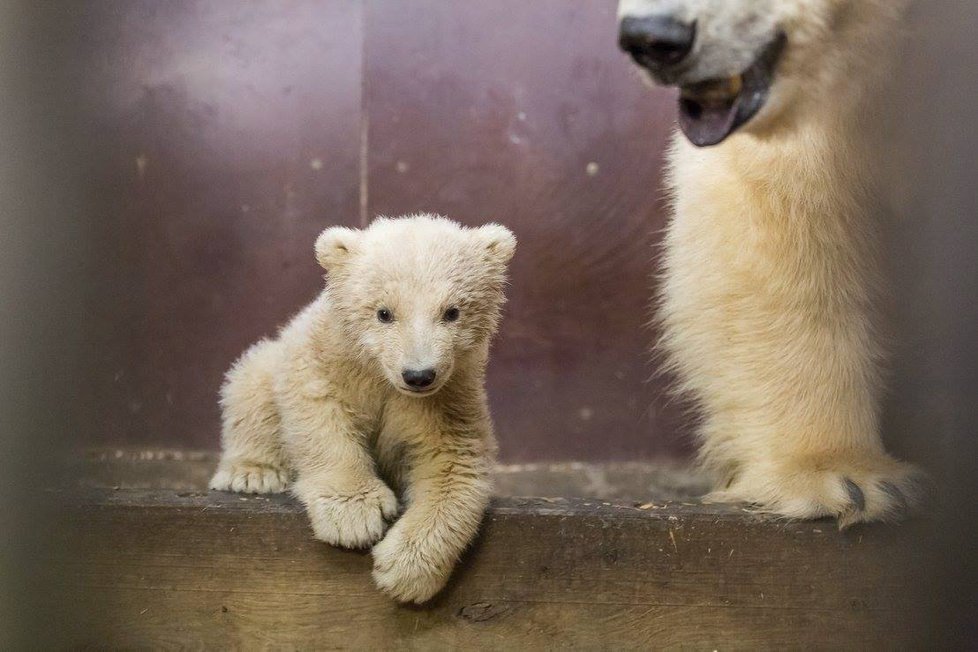 V berlínské zoo uhynulo čtyřměsíční medvídě Fritz.