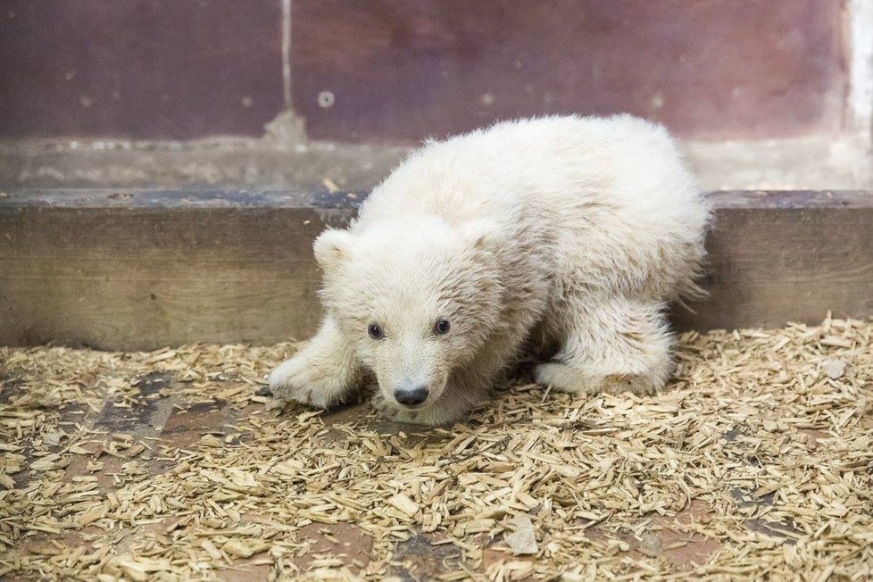 V berlínské zoo uhynulo čtyřměsíční medvídě Fritz.