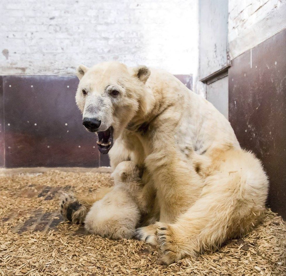 V berlínské zoo uhynulo čtyřměsíční medvídě Fritz.