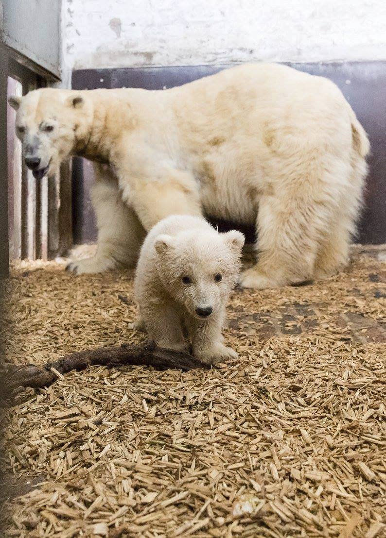 V berlínské zoo uhynulo čtyřměsíční medvídě Fritz.