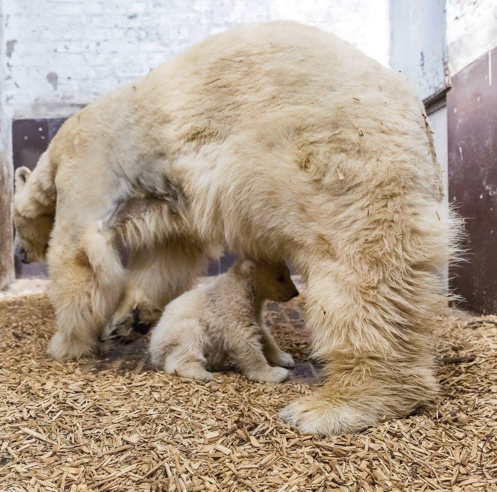 V berlínské zoo uhynulo čtyřměsíční medvídě Fritz.