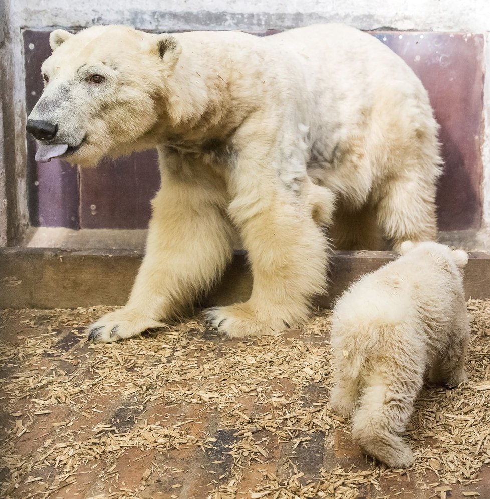 V berlínské zoo uhynulo čtyřměsíční medvídě Fritz.