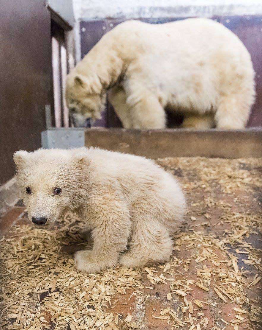 V berlínské zoo uhynulo čtyřměsíční medvídě Fritz.