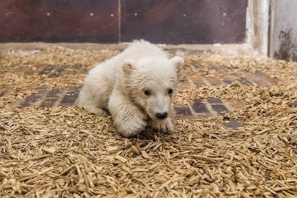 V berlínské zoo uhynulo čtyřměsíční medvídě Fritz.