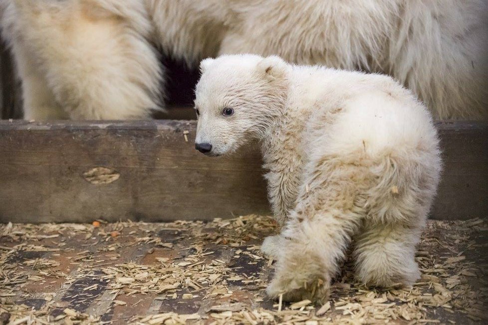 V berlínské zoo uhynulo čtyřměsíční medvídě Fritz.