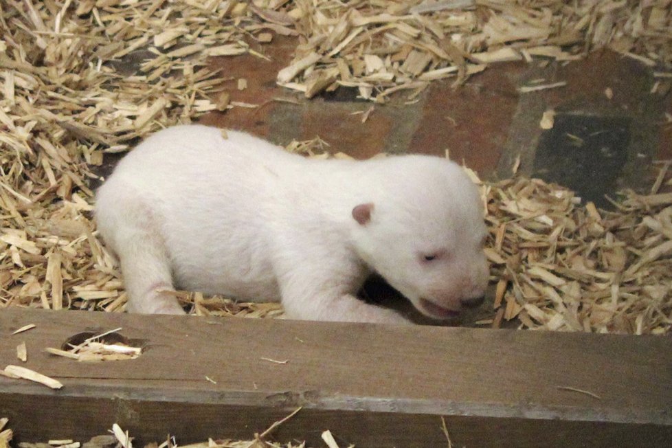 V berlínské zoo uhynulo čtyřměsíční medvídě Fritz.