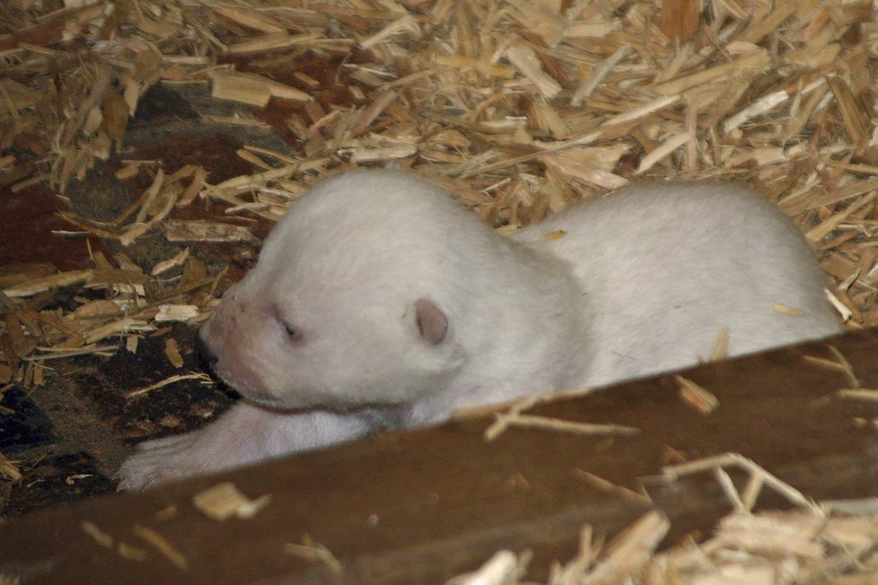 V berlínské zoo uhynulo čtyřměsíční medvídě Fritz.