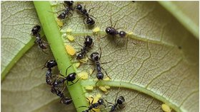 Každoroční invaze mravenců je tu! Jak na mravence vyzrát?