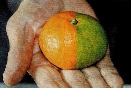 Dvoubarevná mandarinka