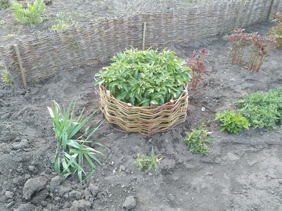 Gabiony z prutů na zahradě