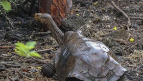Želví samec Diego zplodil na 800 potomků.
