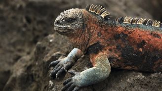 Souostroví Galapágy: Návštěvu v odlehlém království zvířat vám mohou pokazit pouze vysoké poplatky a časté osobní prohlídky