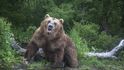 Soutěžící se budou muset popasovat i s případnými útoky ze strany medvědů.