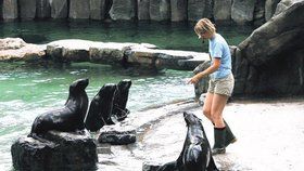 Mezi dospělými lachtany uvidíte v pražské zoo mládě až po prázdinách