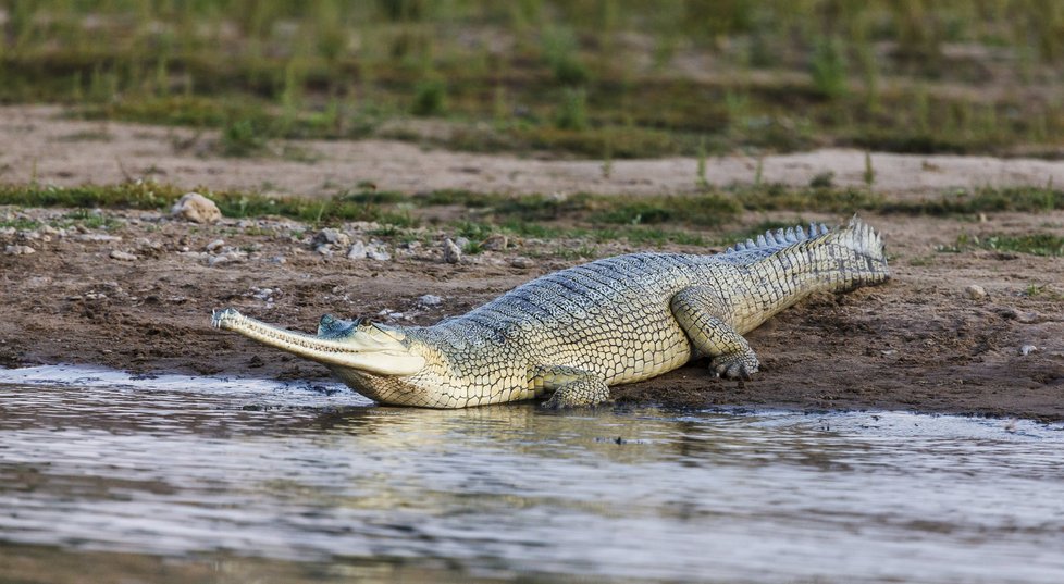 Gaviál indický je kriticky ohrožený a jedinečný krokodýl, který žije na řece Čambal.