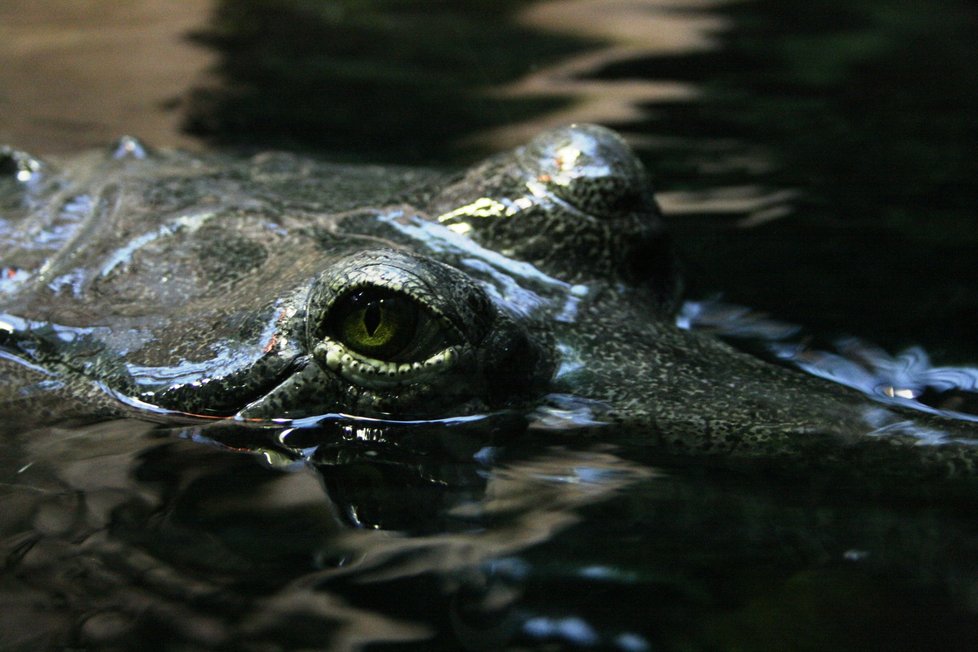 Gaviálové indičtí v pražské zoologické zahradě