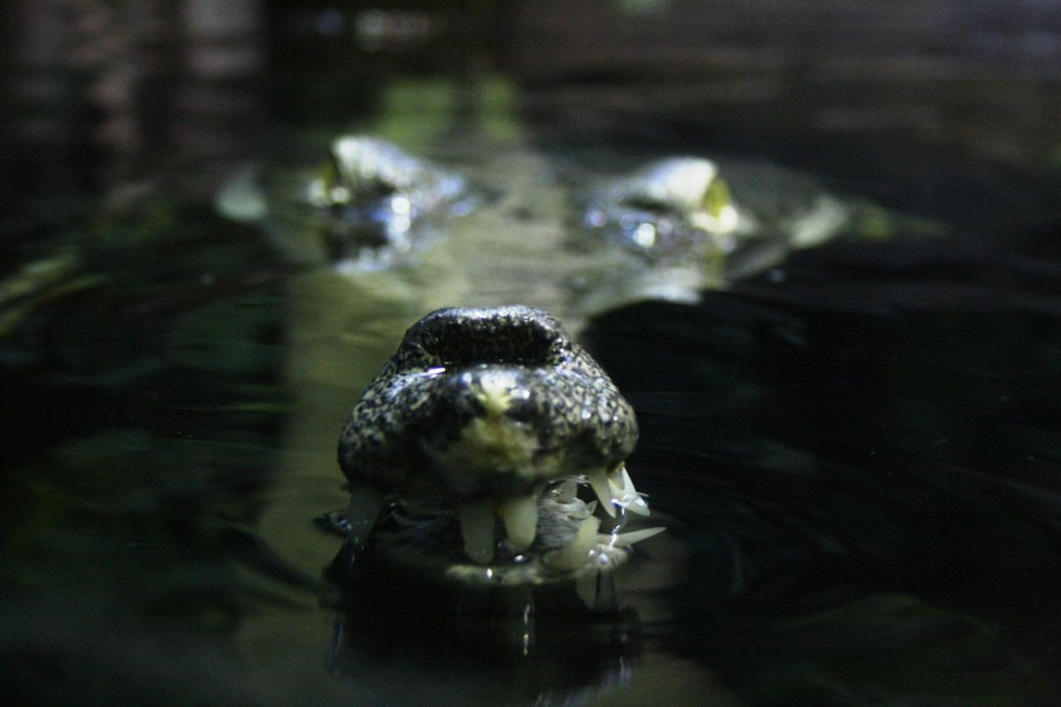 Gaviálové indičtí v pražské zoologické zahradě