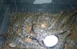 Vajíčko gaviála indického měří 8,5 cm na délku a 6 cm na šířku. Stočený gaviál v něm přitom měří 34 centimetrů a váží v průměru 100 gramů.