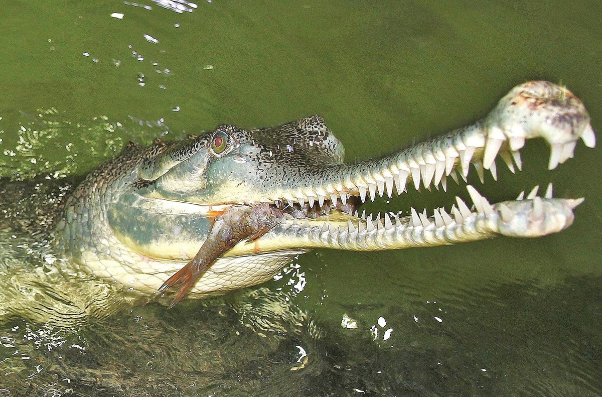 Samice Ganga, které se v protivínské krokodýlí zoo daří tak dobře, že nakladla 20 vajec.