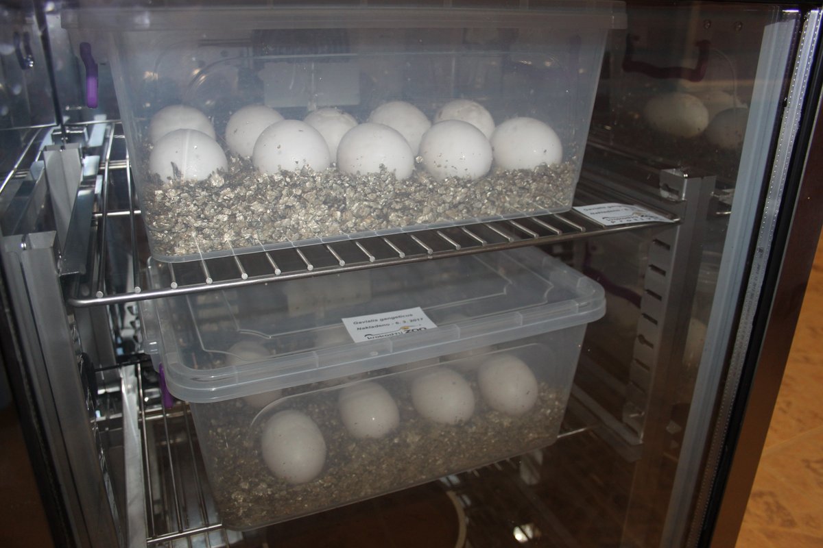 Vejce byla umístěna v inkubátorech v zázemí zoo.