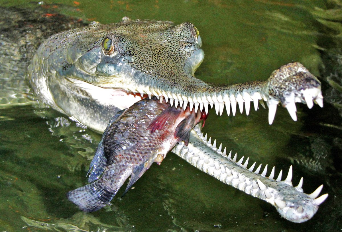 Samice Ganga, které se v protivínské krokodýlí zoo daří tak dobře, že nakladla 20 vajec.