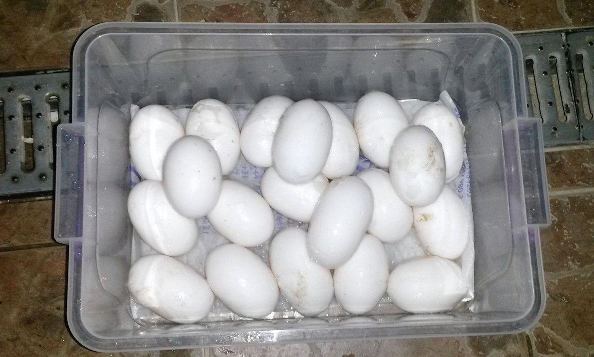 Vajíčka v příruční přenosce bezprostředně po sběru.