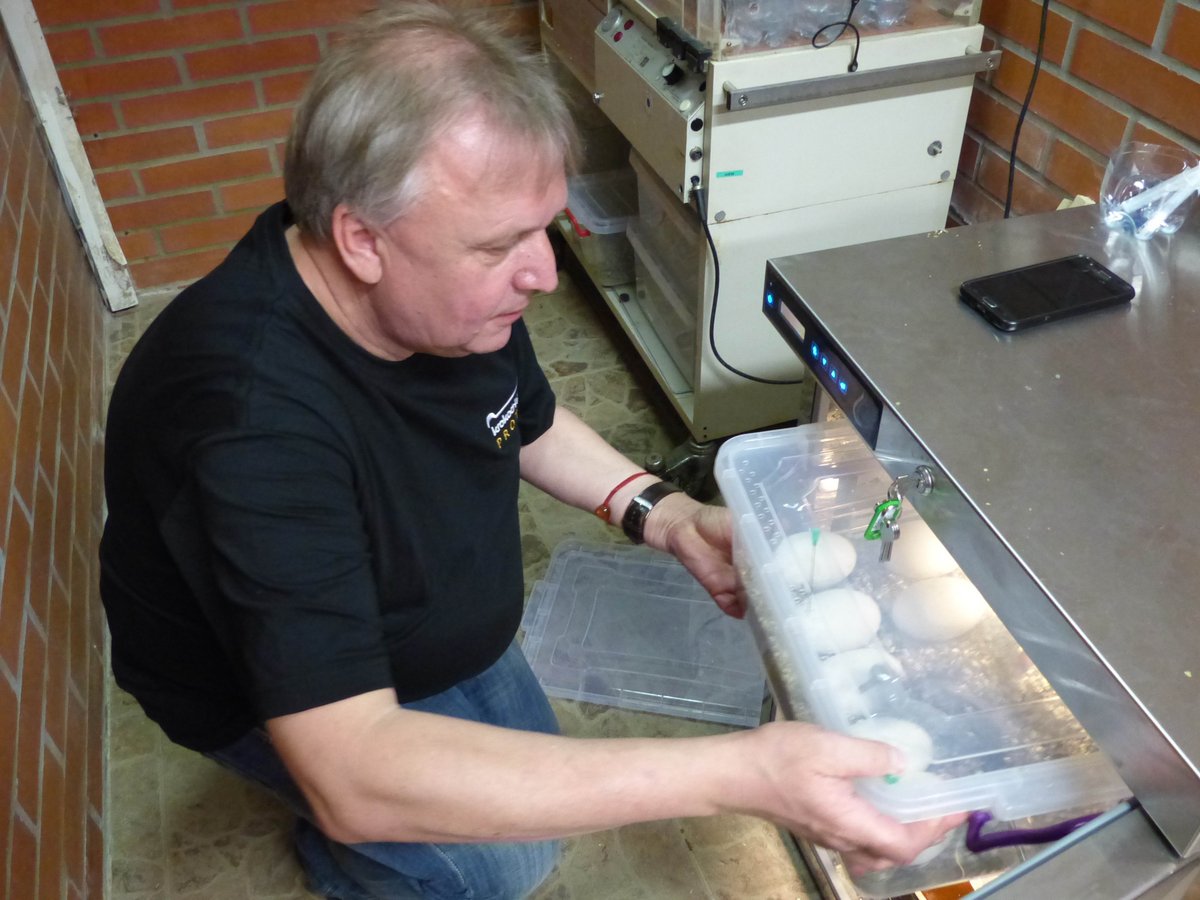 Miroslav Procházka kontroluje nádobu s nakladenými vajíčky, které byly v inkubátoru dva měsíce.