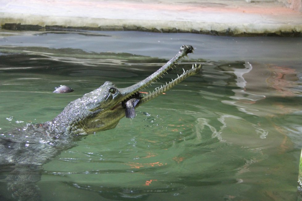 Samice Ganga, které se v protivínské krokodýlí zoo daří tak dobře, že nakladla 20 vajec.