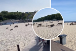 Stádo divočáků se prohnalo po pláži v Gdyni.