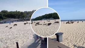 Stádo divočáků se prohnalo po pláži v Gdyni.