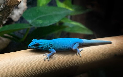 Sameček gekona modrého má charakteristické zbarvení.