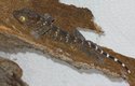 Mládě gekona obrovského zatím měří jen pár centimetrů