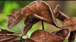 Noční gekoni nebo listy? Dobře ukrytí plazi s obrovskýma očima