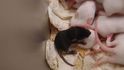 První klonovaná myš dostala jméno Marilyn podle americké herečky