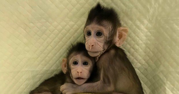 V Číně poprvé naklonovali opice. „Otevřeli jsme cestu ke klonování lidí,“ věří vědci