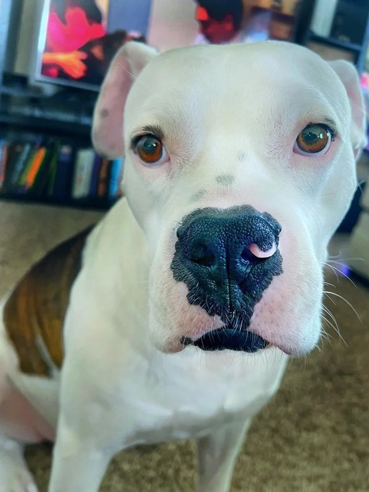 Pes s piercingem v nose