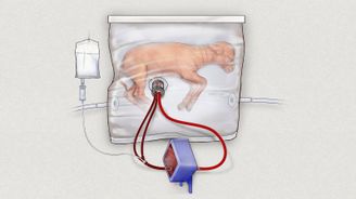 Začíná doba pěstování orgánů? Lékaři v umělém prostředí dochovali embryo jehněte