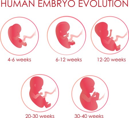 Takto vypadá zdravě se vyvíjející embryo